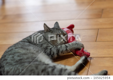 貓玩毛絨動物,Sabatra貓 貓玩毛絨動物,Sabatra貓 105025954
