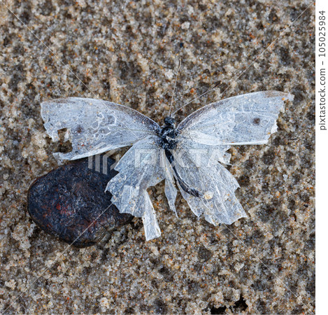 dead butterfly with broken wings 105025984
