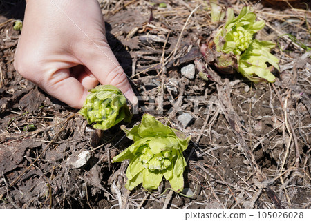 Butterbur picking 01 Butterbur picking 01 105026028