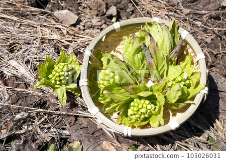 Butterbur picking 04 Butterbur picking 04 105026031