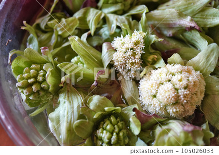 款冬採摘06 105026033