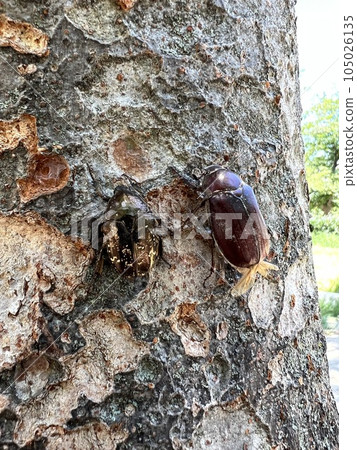 Insect catching Kanabun Kanabun Summer vacation Insect collection Insect catching Kanabun Kanabun Summer vacation Insect collection 105026135