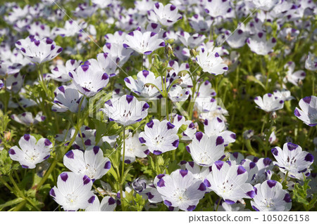 Nemophila (maculata) 03 Nemophila (maculata) 03 105026158