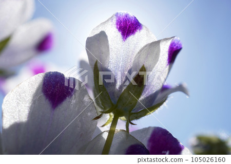 Nemophila (maculata) 05 Nemophila (maculata) 05 105026160