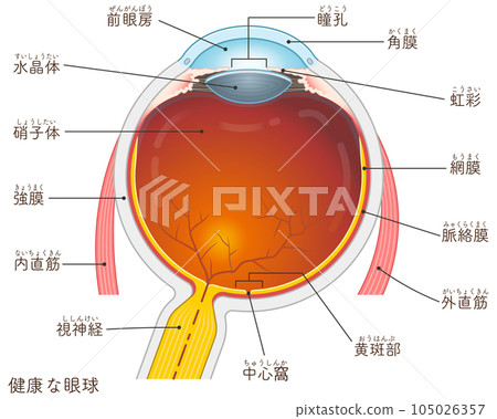 eye illustration eye illustration 105026357