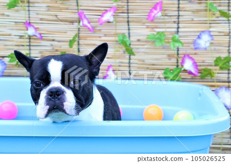 Boston terrier Mighty-kun staring at the pool with cute morning glory and colored balls♡ Boston terrier Mighty-kun staring at the pool with cute morning glory and colored balls♡ 105026525