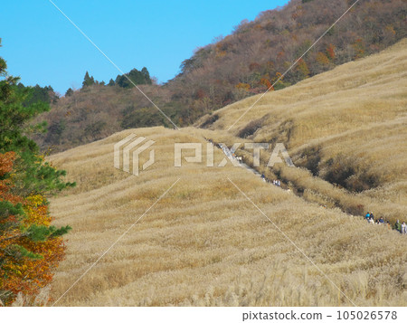 [神奈川縣足柄下郡箱根町]仙石原紫芒自然風光（2023年11月） 105026578