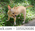 Brown short-haired Chihuahua dog in the grass staring at something 105026686