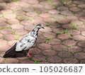 Black and white striped feathered pigeon standing on the pavement of a park 105026687