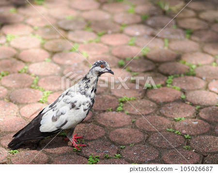 Black and white striped feathered pigeon standing on the pavement of a park 105026687
