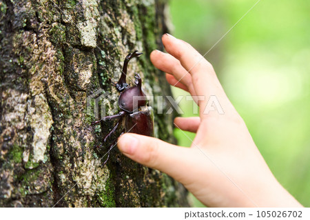 Rhinoceros beetles in the forest Collecting insects 105026702