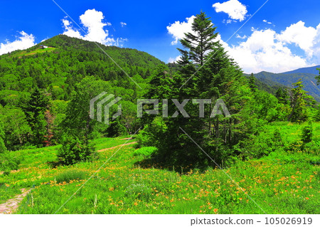 [Nagano Prefecture] Higashi Tateyama Alpine Botanical Garden and Mt. Terakoya (Shiga Kogen) 105026919