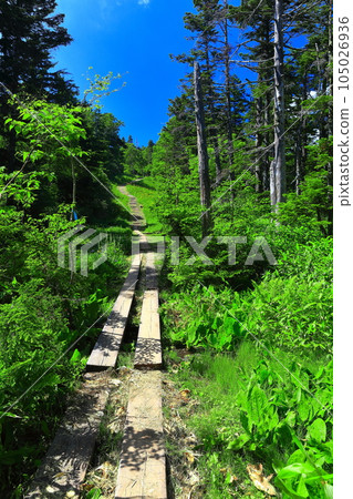 [Nagano Prefecture] Sunny Higashi Tateyama Alpine Botanical Garden (Shiga Kogen) 105026936