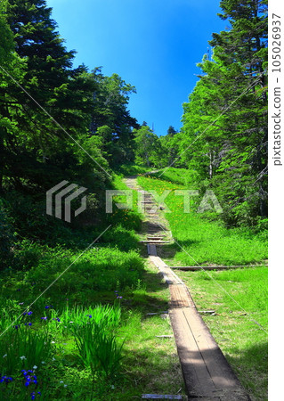 [Nagano Prefecture] Sunny Higashi Tateyama Alpine Botanical Garden (Shiga Kogen) 105026937