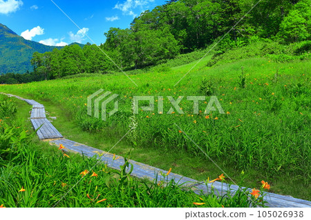 [長野縣] 陽光明媚的東立山高山植物園（志賀高原） 105026938