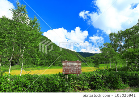 [長野縣] 志賀高原萬綠田野原濕地 天氣晴好 105026941