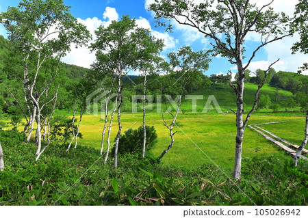 [長野縣] 志賀高原萬綠田野原濕地 天氣晴好 105026942