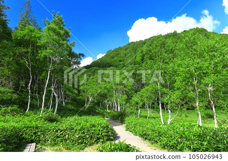[長野縣] 志賀高原萬綠田野原濕地 天氣晴好 105026943