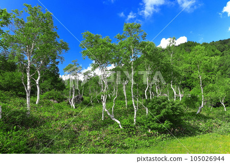 [長野縣] 志賀高原萬綠田野原濕地 天氣晴好 105026944