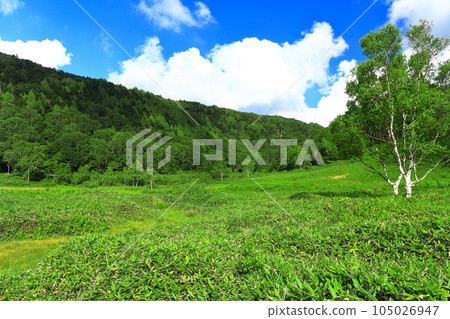 [Nagano Prefecture] Manryoku-no-Tanohara Wetland in Shiga Kogen in fine weather 105026947