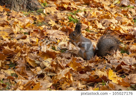 squirrel in autumn 105027176