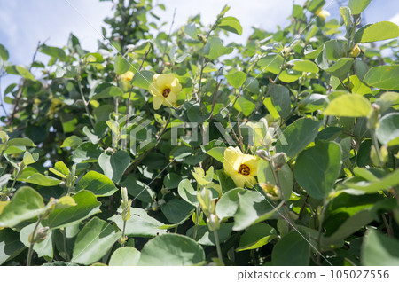 Hamabou, a seaside flower that blooms in summer Hamabou, a seaside flower that blooms in summer 105027556