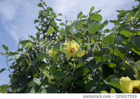 Hamabou, a seaside flower that blooms in summer 105027559