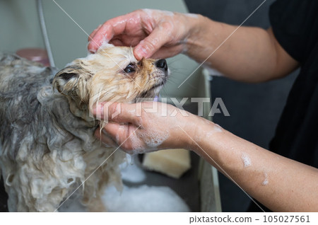 Groomer woman washing spitz dog with shampoo. Groomer woman washing spitz dog with shampoo. 105027561