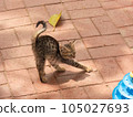 A playful kitten outside, engaged in play with a toy 105027693