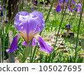 A purple iris flower in vibrant green garden 105027695