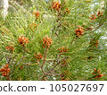 A close-up of pine tree with pine cones. 105027697