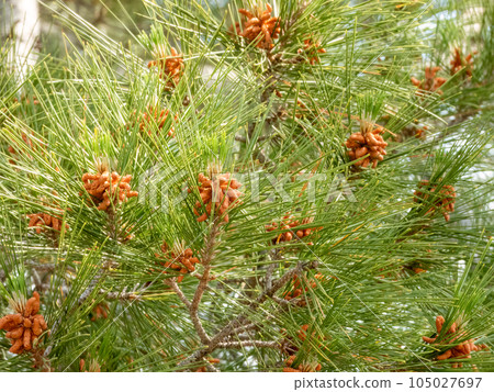 A close-up of pine tree with pine cones. 105027697