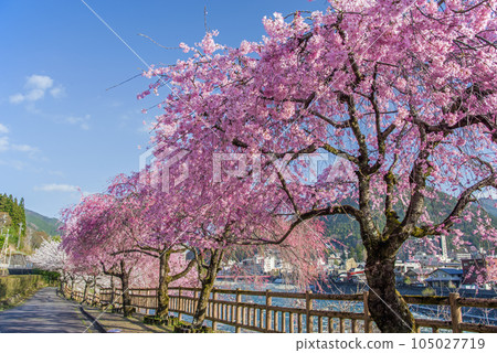 櫻花盛開的下呂溫泉街 105027719