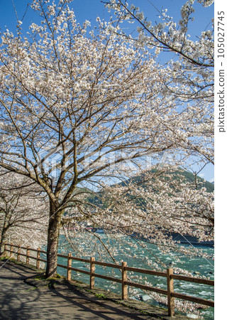 Gero hot spring town with cherry blossoms 105027745