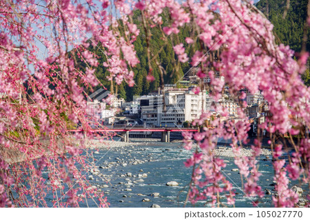 Gero hot spring town with cherry blossoms 105027770