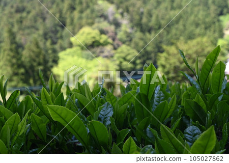 [德島] 神山町的茶園和茶葉 105027862