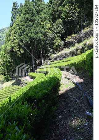 [德島] 神山町的茶園和茶葉 105027864