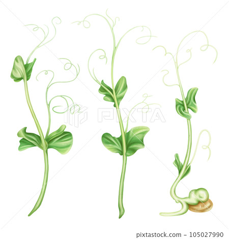 Illustration of micro-green peas in watercolor style. Young seed seedlings, edible leaves, a healthy food supplement. Clipart on a white background. Legumes for gardening, ingredients for cooking 105027990