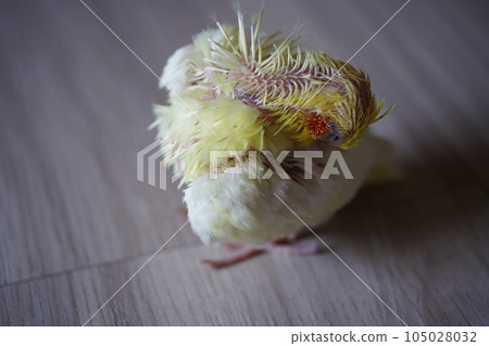 幼鳥 幼鳥 105028032