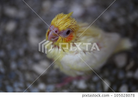 幼鳥 幼鳥 105028078