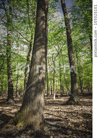 Green forest with oak trees in springtime 105028101