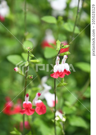Salvia·Microfila Hot Lips 105028129