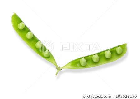 Fully open pea pod with Green peas, from above. Opened fresh pea pod with ripe, raw and green fruits, the seeds of Pisum sativum, a flowering annual plant. Used as a vegetable. Macro food photo. 105028150