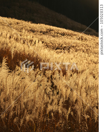 [Hakone-machi, Ashigarashimo-gun, Kanagawa Prefecture] Sengokuhara pampas grass at dusk Natural scenery (November 2023) 105028313