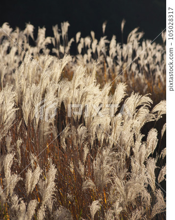 [Hakone-machi, Ashigarashimo-gun, Kanagawa Prefecture] Sengokuhara pampas grass at dusk Natural scenery (November 2023) 105028317