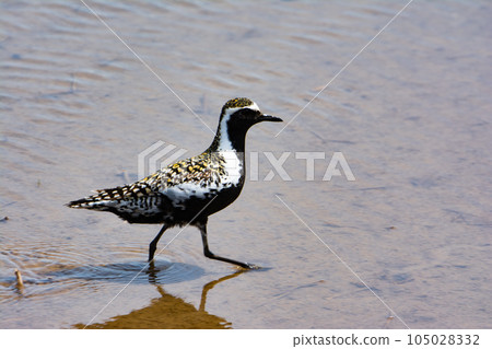 Munagro of paddy field Munagro of paddy field 105028332