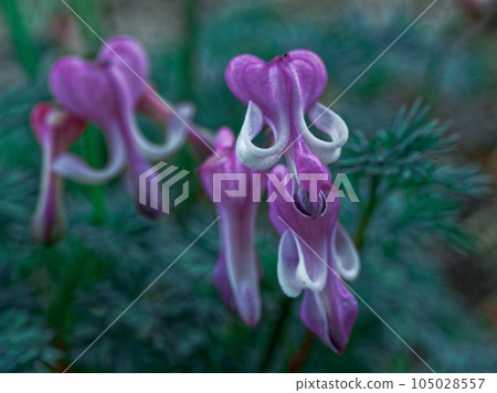 Queen of alpine plants Dicentra flower of the poppy family 105028557