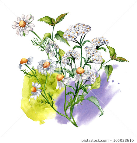 Bouquet of meadow medicinal flower, herb plants watercolor illustration isolated on white background. Daisy, chamomile, nettle, achillea millefolium hand drawn. Design for label, package, card Bouquet of meadow medicinal flower, herb plants watercolor illustration isolated on white background. Daisy, chamomile, nettle, achillea millefolium hand drawn. Design for label, package, card 105028610