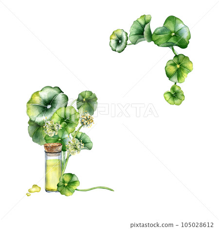 Frame of centella asiatica, essential oils watercolor illustration isolated on white. Pennywort, gotu kola herbal plants, glass bottle hand drawn. Design element for package, label, template Frame of centella asiatica, essential oils watercolor illustration isolated on white. Pennywort, gotu kola herbal plants, glass bottle hand drawn. Design element for package, label, template 105028612