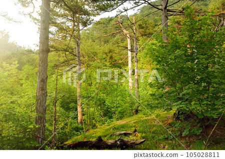 Scenic view of the forest in National Park Durmitor on autumn day. Tourism and travel. Hiking. 105028811